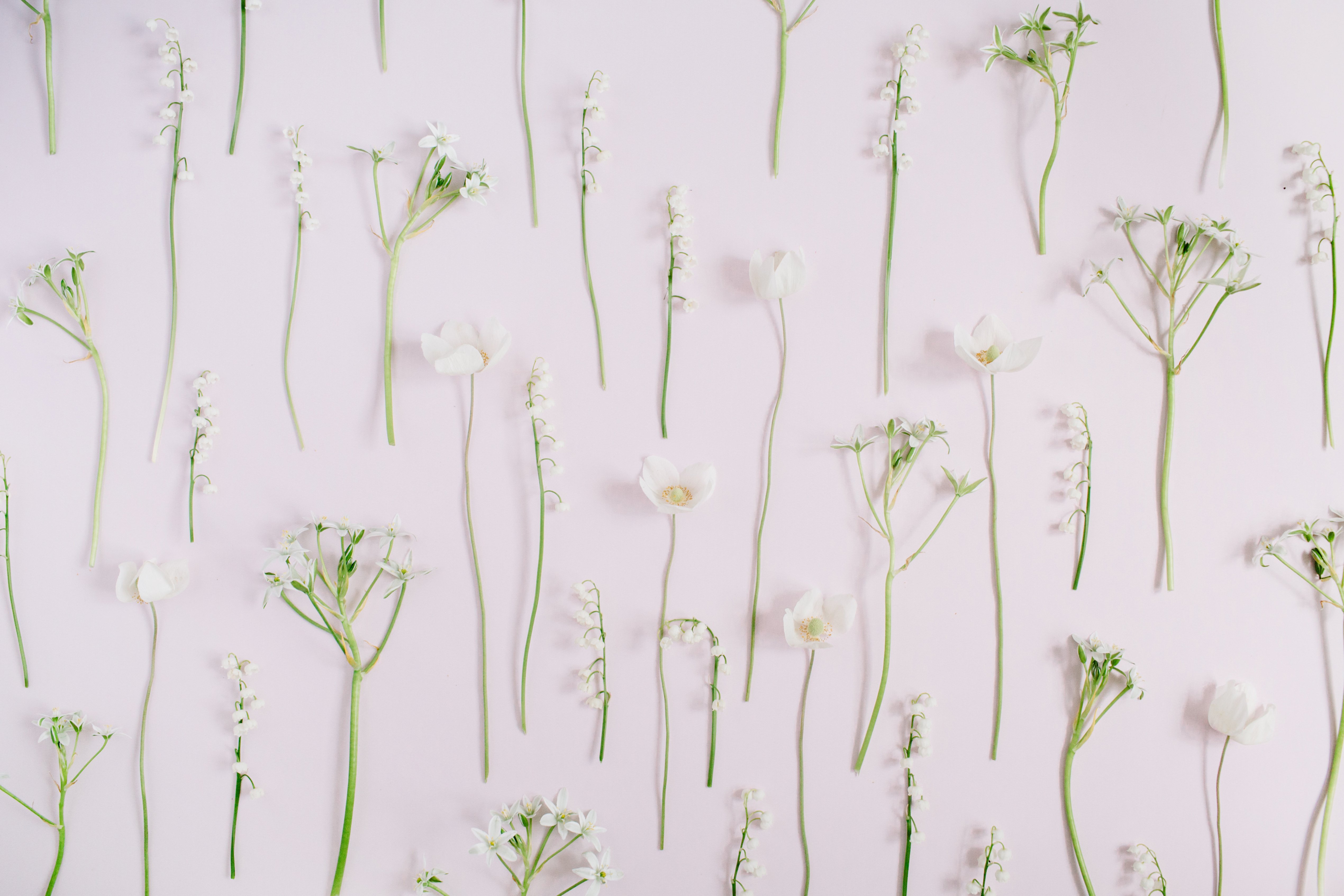 Flowers and Leaves