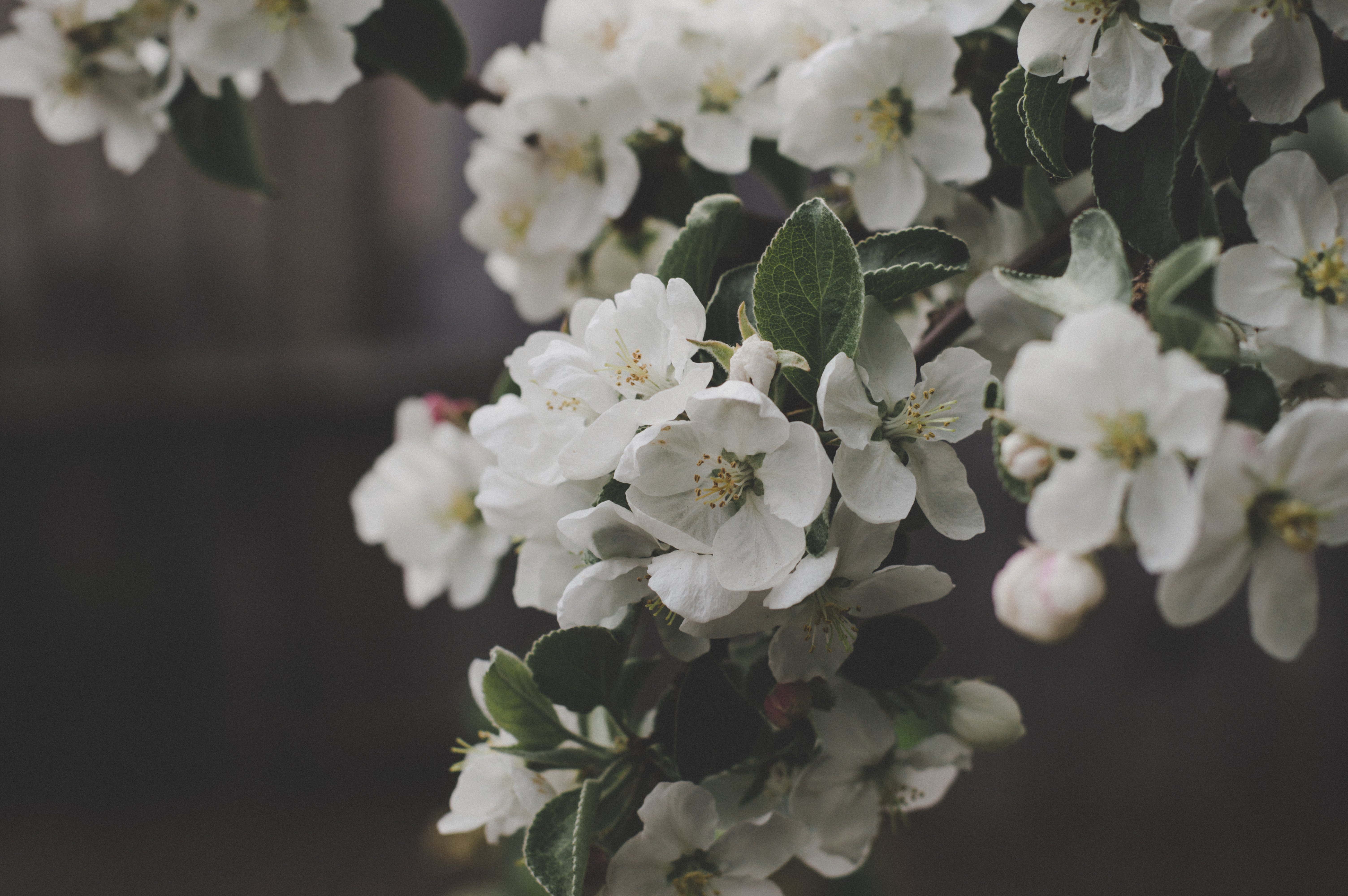 White Flowers Macro Shot