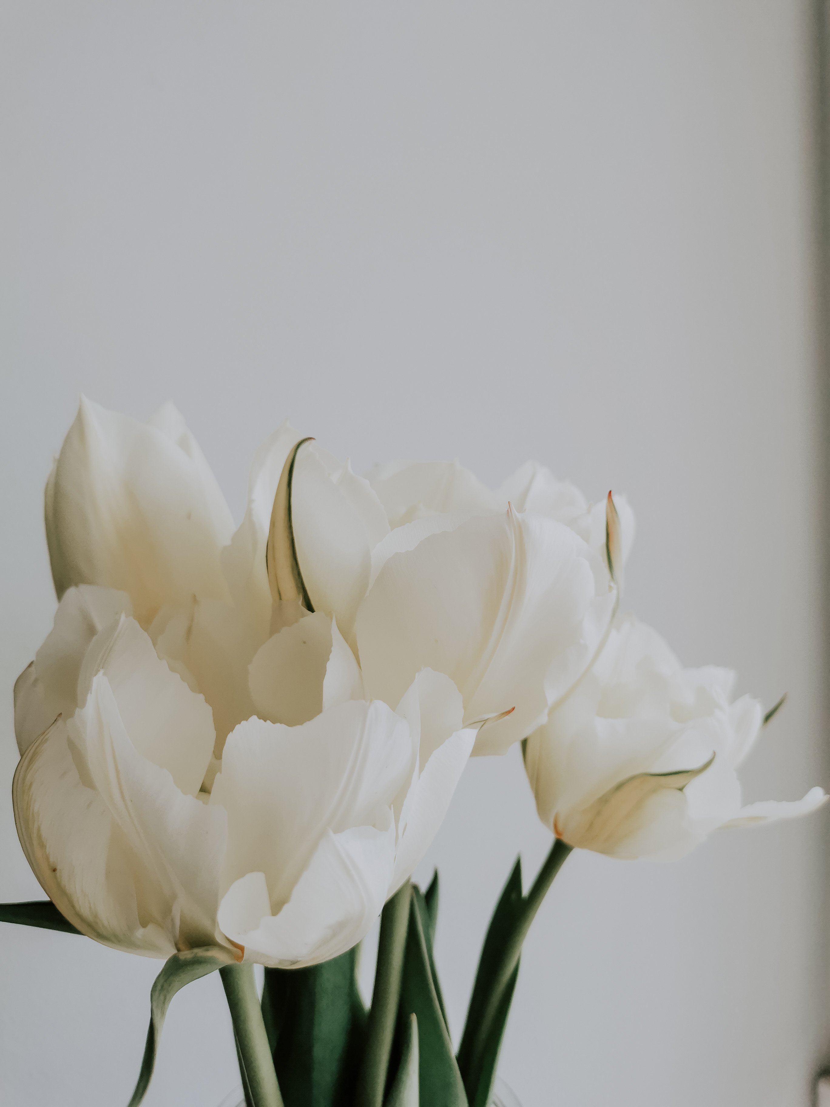 Close-Up Shot of White Flowers